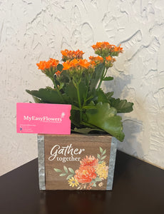 Kalanchoe Plant in box