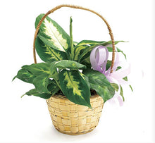 Load image into Gallery viewer, DELIGHTFUL DIEFFENBACHIA

