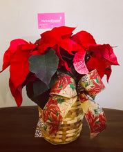 Load image into Gallery viewer, CLASSIC POINSETTIA (in basket) Best Seller
