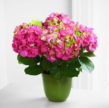 Load image into Gallery viewer, Pink Hydrangea in Bamboo basket
