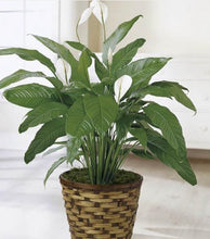 Load image into Gallery viewer, PEACE LILY
