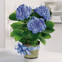 Load image into Gallery viewer, myeasyflowers-Hydrangea-HORTENCIA-HYDRANGEA_BLUE
