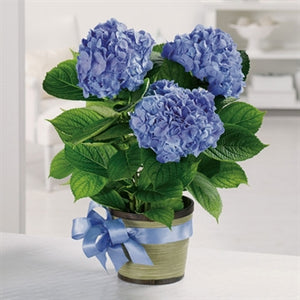 myeasyflowers-Hydrangea-HORTENCIA-HYDRANGEA_BLUE