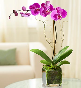 Orchid Plant Color Purple