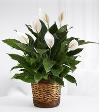 Load image into Gallery viewer, PEACE LILY
