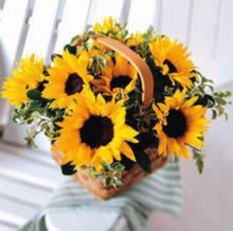 Sunflower in a basket