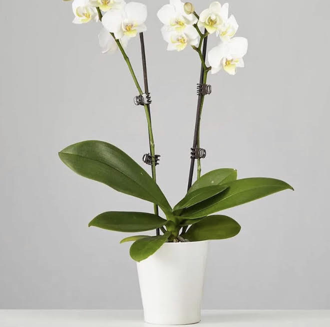 White Orchid Planter Double Stem.- Best Seller